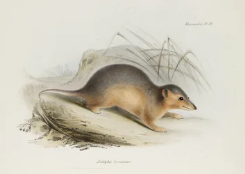 Mittemot, c 1832-1836