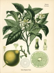 Orange bergamott, Citrus bergamia. Kromolitografi efter en botanisk illustration från Hermann Adolph Koehler