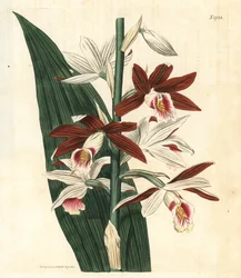 Orkidévarieteter Bifrenaria - Stor träskorkidé Phaius tankervilleae (Lady Tankerville