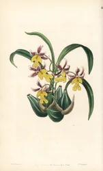 Orchid Variety Oncidium - Oncidium ghiesbreghtianum orchid (Mr. Warners tandtunga, Odontoglossum warneri var. purpuratum). Handkolorerat kopparstick av George Barclay efter en illustration av Miss Sarah Drake från Edwards