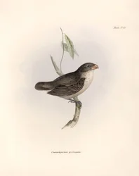 Ornitologi: "Camarhynchus psittaculus or Geospize psittacin" Beskrivning av en tätting av Charles Darwin (1809-1882) som observerades under hans expedition ombord på Beagle. Plansch från "The zoology of the voyage of H.M.S. Beagle. Flyg. III, Fåglar beskri