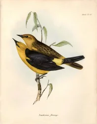 Ornitologi: "Certhidea olivacea" Geospize olive observeras och beskrivs av Charles Darwin under hans expedition ombord på Beagle. Plansch från "The zoology of the voyage of H.M.S. Beagle. Flight. III, Fåglar beskrivna av John Gould, med anmärkning om deras