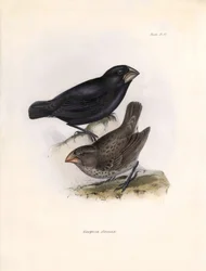 Ornitologi: "Geospiza strenua or geospize" Beskrivning av en tätting som Charles Darwin (1809-1882) observerade under sin expedition ombord på Beagle. Plansch från "The zoology of the voyage of H.M.S. Beagle. Flight. III, Fåglar beskrivna av John Gould, wi