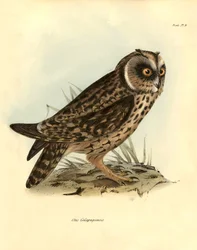 Ornitologi: "Otus Galapagoensis" Galapagos uggla beskriven av Charles DarWin (1809-1882) under hans expedition ombord på Beagle. Plansch från "Fåglar beskrivna av John Gould, med notis om deras vanor av Charles Darwin