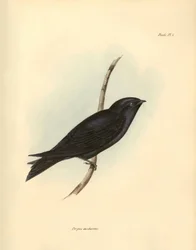 Ornitologi: "Progne modestus" av familjen svalor beskriven av Charles Darwin under hans expedition ombord på Beagle. Plansch från "The zoology of the voyage of H.M.S. Beagle. Flight. III, Birds described by John Gould, with notice of their habits by Ch