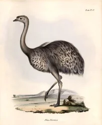 Ornitologi: "Rhea Darwinii" Nandou de Darwin observerar och beskriver av Charles Darwin under hans expedition ombord på Beagle. Plansch från "The zoology of the voyage of H.M.S. Beagle. Flight. III, Fåglar beskrivna av John Gould, med noteringar om deras