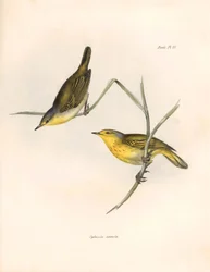 Ornitologi: "Sylvicola aureola" finkar observerade och beskrivna av Charles Darwin (1809-1882). Plansch från "The zoology of the voyage of H.M.S. Beagle. Flyg. III, Fåglar beskrivna av John Gould, med notiser om deras vanor av Charles Darwin