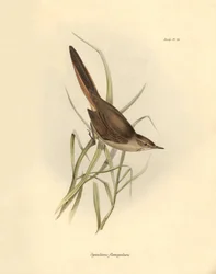 Ornitologi: "Synallaxis rufogularis" beskriven av Charles Darwin under hans expedition ombord på Beagle. Plansch från "The zoology of the voyage of H.M.S. Beagle. Flight. III, Fåglar beskrivna av John Gould, med notiser om deras vanor av Charles Darwin