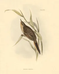 Ornitologi: "Synallaxis rufogularis" beskriven av Charles Darwin under hans expedition ombord på Beagle. Plansch från "The zoology of the voyage of H.M.S. Beagle. Flight. III, Fåglar beskrivna av John Gould, med notiser om deras vanor av Charles Darwin