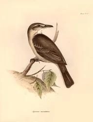 Ornitologi: "Agriornis micropterus" eller argentinsk gaucho som beskrevs av Charles Darwin under hans upptäcktsresa ombord på Beagle. Plansch från "The Zoology of the voyage of H.M.S. Beagle under befäl av kapten Fitzroy under åren 1832 till