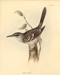 Ornitologi: "Mimus melanotis" av familjen spottare beskriven av Charles Darwin under hans upptäcktsresa ombord på Beagle. Plansch från "The Zoology of the voyage of H.M.S. Beagle under befäl av kapten Fitzroy under åren 1832 till 1836