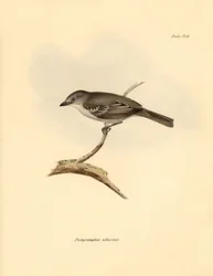 Ornitologi: "Pachyramphus albescens" av bokfamiljen som beskrevs av Charles Darwin under hans upptäcktsresa ombord på Beagle. Plansch från "The Zoology of the voyage of H.M.S. Beagle under befäl av kapten Fitzroy under åren 1832 till