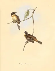 Ornitologi: "Pachyramphus minimus" av bokfamiljen som beskrevs av Charles Darwin under hans upptäcktsresa ombord på Beagle. Plansch från "The Zoology of the voyage of H.M.S. Beagle under befäl av kapten Fitzroy under åren 1832 till 1