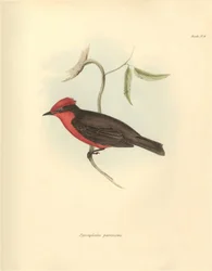 Ornitologi: "Pyrocephalus parvirostris" av den fågelfamilj som beskrevs av Charles Darwin under hans upptäcktsresa ombord på Beagle. Plansch från "The Zoology of the voyage of H.M.S. Beagle under befäl av kapten Fitzroy under åren 1832 t