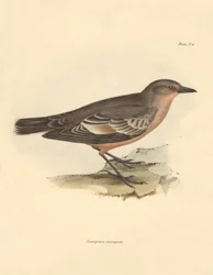 Ornitologi: "Taenioptera variegata" beskrevs av Charles Darwin under hans upptäcktsresa ombord på Beagle. Plansch från "The Zoology of the voyage of H.M.S. Beagle under the command of Captain Fitzroy during the years 1832 to 1836 edited and supe