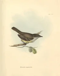 Ornitologi: "Tyrannula magnirostris" av den fågelfamilj som beskrevs av Charles Darwin under hans upptäcktsresa ombord på Beagle. Plansch från "The Zoology of the voyage of H.M.S. Beagle under befäl av kapten Fitzroy under åren 1832 till