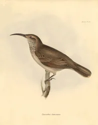 Ornitologi: "Upercerthia dumetaria" beskrevs av Charles Darwin under hans upptäcktsresa ombord på Beagle. Plansch från "The Zoology of the voyage of H.M.S. Beagle under the command of Captain Fitzroy during the years 1832 to 1836 edited and supe