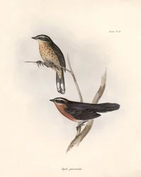 Ornitologi: "Tohi (eller pipilo)" Beskrivning av en tätting av Charles Darwin (1809-1882) observerad under hans expedition ombord på Beagle. Plansch från "The zoology of the voyage of H.M.S. Beagle. Flight. III, Fåglar beskrivna av John Gould, med notering