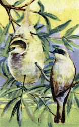 Ornitologi: remiz (Remiz pendulinus) (Eurasisk pendulit) Kromolitografi 19:e århundradet Privat samling