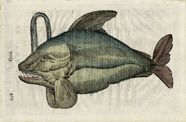 Orque (monstruös framställning av späckhuggare eller epaulard) i "Ulyssis Aldrouandi... De piscibus libri V et de cetis lib. vnus/Ioannes Cornelius Vteruerius... collegit; Marc. Antonius Bernia in lucem restituit... ", handlar om Uliss naturhistoria