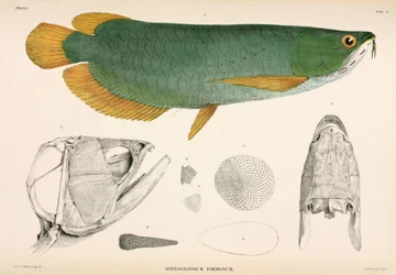 Osteoglossum formosum, Indonesien