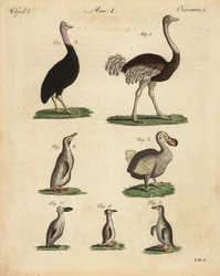 Struts, kamelstruts, kasuar, strutsstruts, utdöd dodo, Raphus cucullatus och arter av pingvin