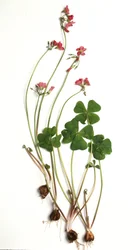 Oxalis tetraphylla/Oxalis deppei/Oxalid of Deppe