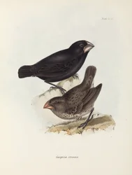 Finkarpar, Galapagosöarna, c 1832-1836