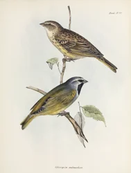 Par sparvar eller finkar, c 1832-1836
