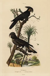 Palmkakadua, Probosciger aterrimus, och rödstjärtad korpkakadua, Calyptorhynchus banksii, svart stornäbbad kakadua och Banks papegoja