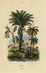 Palmer: dadelpalm, Phoenix dactylifera 1, Attalea art 2 och Geonoma art 3