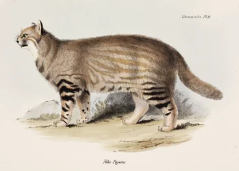 Pampas katt, Sydamerika, c 1832-1836