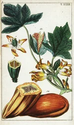 Papayafrukt, avsnitt, blommor och blad, Carica papaya.