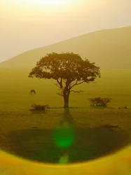 Paradiset efter regnet, Chyulu Hills, 2018 (bild)