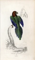 Parakit pumpadour, Prosopeia tabuensis. Psittacus tabuensis. Litografi av Joseph Kidd, baserad på en teckning av John Audubon, i Miscellany of Natural History: Parrots, Sir Thomas DiK Lauder and Captain Thomas Brown, utgiven i Edinburgh, Skottland, år 183