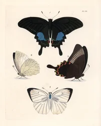 Paris-påfågel, Papilio paris 1,2, och fläckig emigrant, Catopsilia pyranthe? 3,4. Handkolorerad litografi ur John O. Westwoods nya utgåva av Dru Drurys 