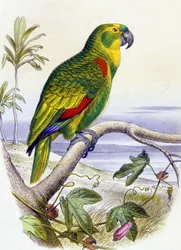 Papegoja med blått huvud, ca 1850 (gravyr)