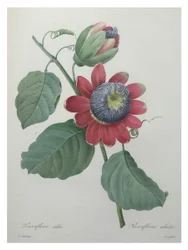 Passionsblomma