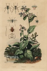 Persikabladlus, Myzus persicae 1, rosenbladlus, Macrosiphum rose 2, Virginia bluebells, Mertensia pulmonarioides 3 och vägglöss, Cimex lectularius 4