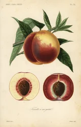 Persikafrukt, Prunus persica, snitt genom vitt kött och rött köttsorter