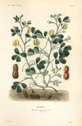 Jordnöt eller jordnöt, Arachis hypogaea, Arachide