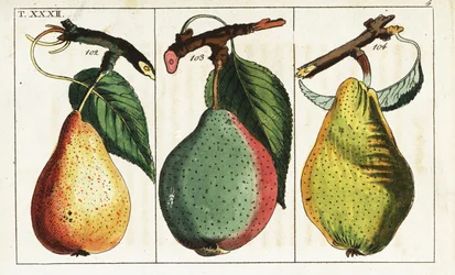 Päronsorter, Pyrus communis.