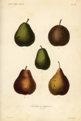 Få sorter, Pyrus communis
