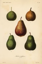 Få sorter, Pyrus communis