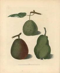 Päronsorter, Pyrus communis: Cressan, Gansell