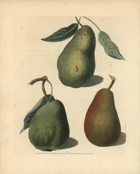 Päronsorter, Pyrus communis: Saint Germain, Colmar och Brown Beuree. Handkolorerad kopparstick av en illustration av George Brookshaw från hans egen "Pomona Britannica", London, Longman, Hurst, etc.