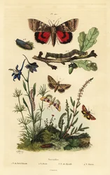 Ärtblom, Periphanes delphinii 1, bomullsbollmask, Helicoverpa armigera 2, gul undervinge, Anarta myrtilli 3 och stor gul undervinge, Noctua pronuba, larv och puppa 4. Noctuelles fjärilar