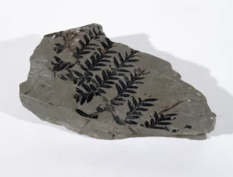 Pecopteris (Gymnosperm Frond) hittad i Camerton, Somerset, Upper Carboniferous Period (foto)