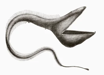 Pelikanål eller Eurypharynx pelecanoides, en djuphavsfisk som sällan ses av människor, ur 