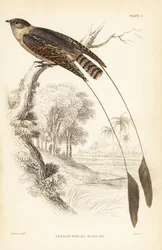 Pennantvingad nattskärra, Macrodipteryx vexillarius (Macrodipteryx africanus). Handkolorerat stålstick av William Lizars efter William Swainson från Sir William Jardine